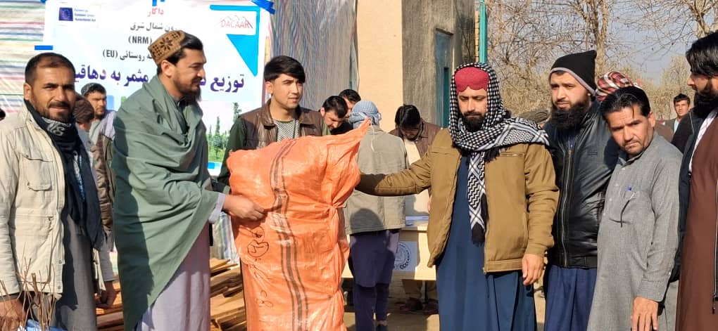 ایجاد ۳۰۰ باغ بادام و شفتالو در جریان کمپاین خزانی در ولایت کندز