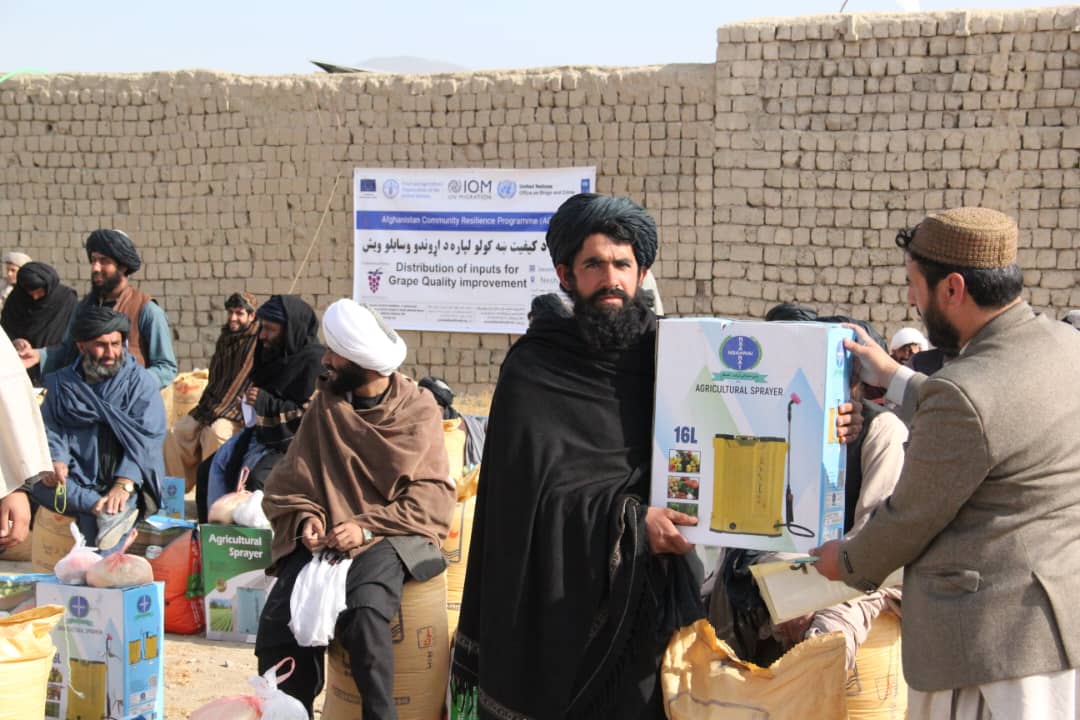 د کندهار دوو ولسوالیو کې ۱۱۰ بڼوالو ته د انګورو د حاصلاتو لوړولو توکي ووېشل شول