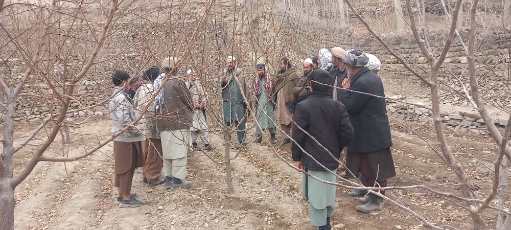 تطبیق برنامه مجادله میخانیکی آفت مورپتدار و خیمه‌ساز در ولسوالی ورسج