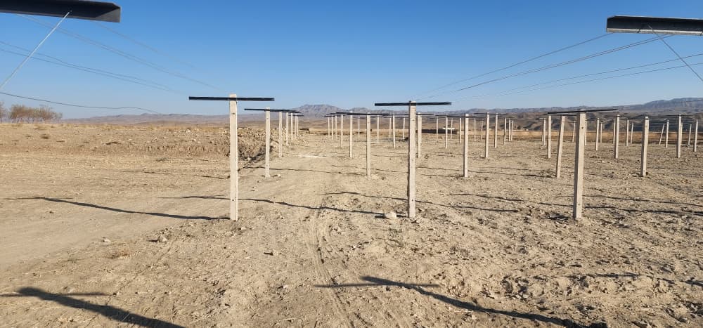 د کندهار معروف کې ۱۰ باب د انګورو ټرایلس‌ بڼونه اړمنو بزګرانو ته ووېشل شول