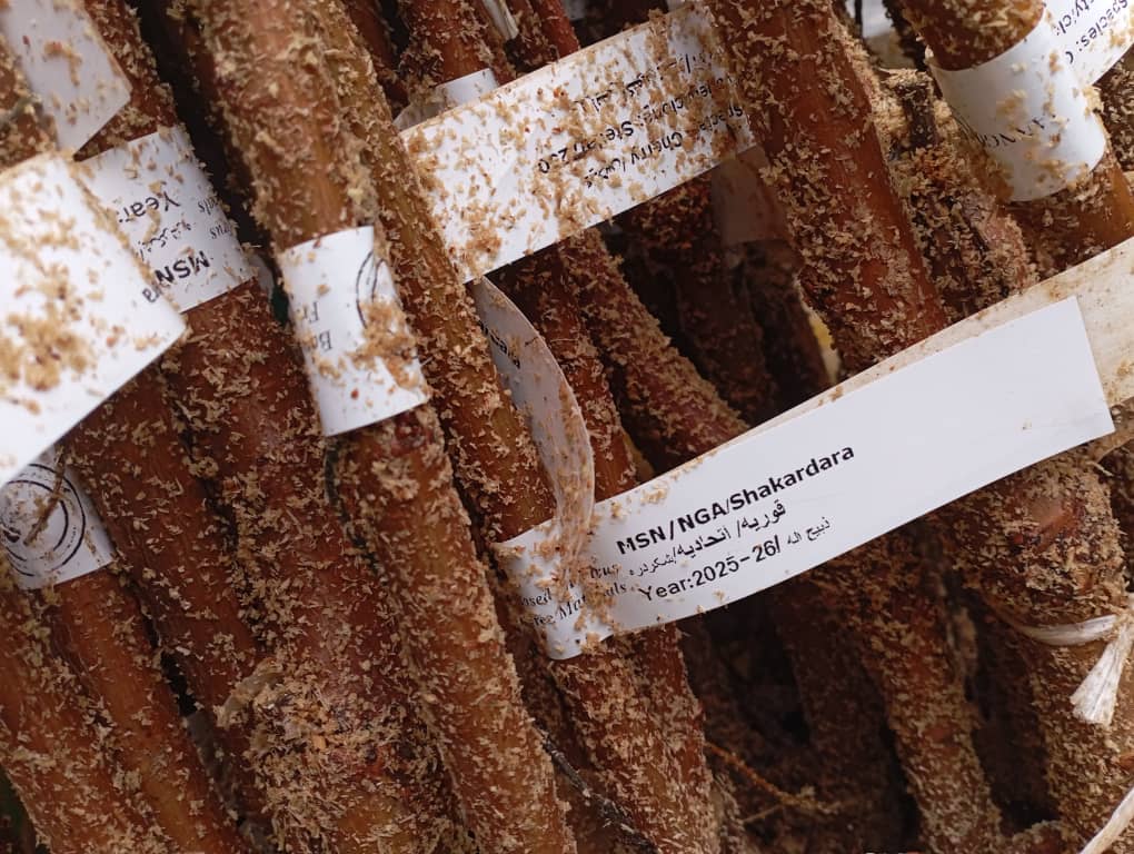 توزیع نهال‌های مثمر گیلاس در ولایت فاریاب در چارچوب برنامه بدیل معیشت