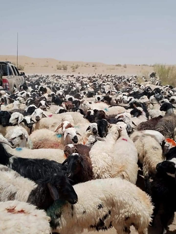 بولدک فرضي کرښې له لاري پاکستان ته د زرګونه پسونو د قاچاق مخه نیول شوې