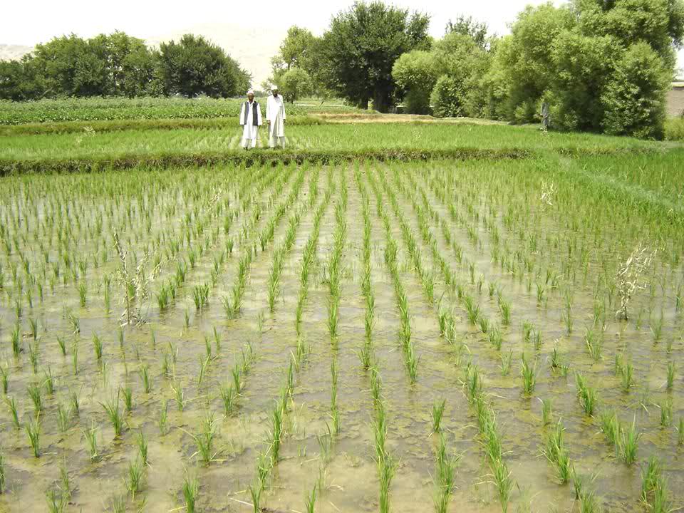 افزایش ساحه تحت کشت شالی و تولید برنج در کشور در سال ۱۴۰۴