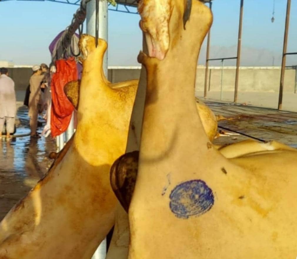 د کندهار ډنډ ولسوالی کې د عامې روغتیا ساتني لپاره نږدې دوه زره څاروي معاینه شوه