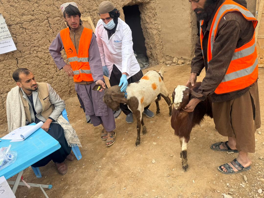 د کندهار دوو ولسوالیو کې ۷۵ بېوزلو کورنیو ته وزې او لبني توکي ووېشل شول