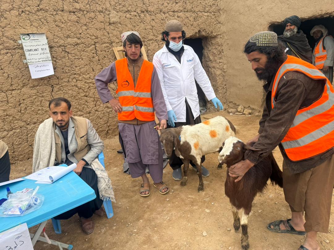 د کندهار نېش ولسوالی کې پر لسګونو کورنیو وزې او د څارویو خوراکي توکي ووېشل شول