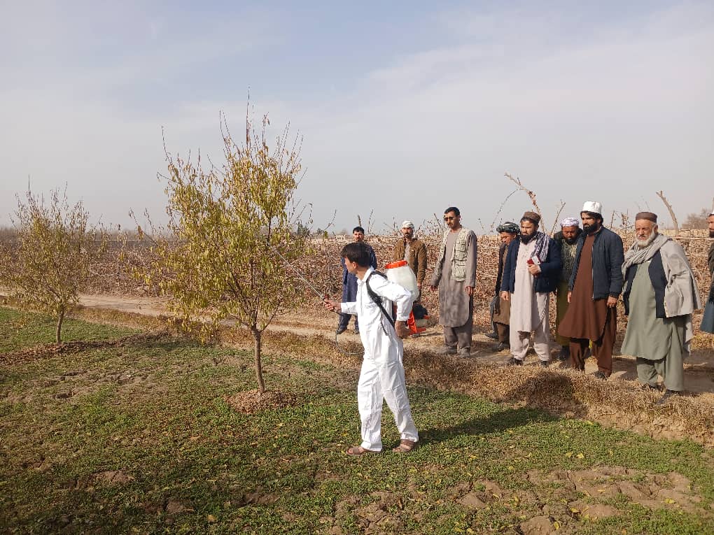 کمپاین‌های سپرې یوریا و مبارزه با آفات و امراض نباتی در کندز با موفقیت پایان یافت