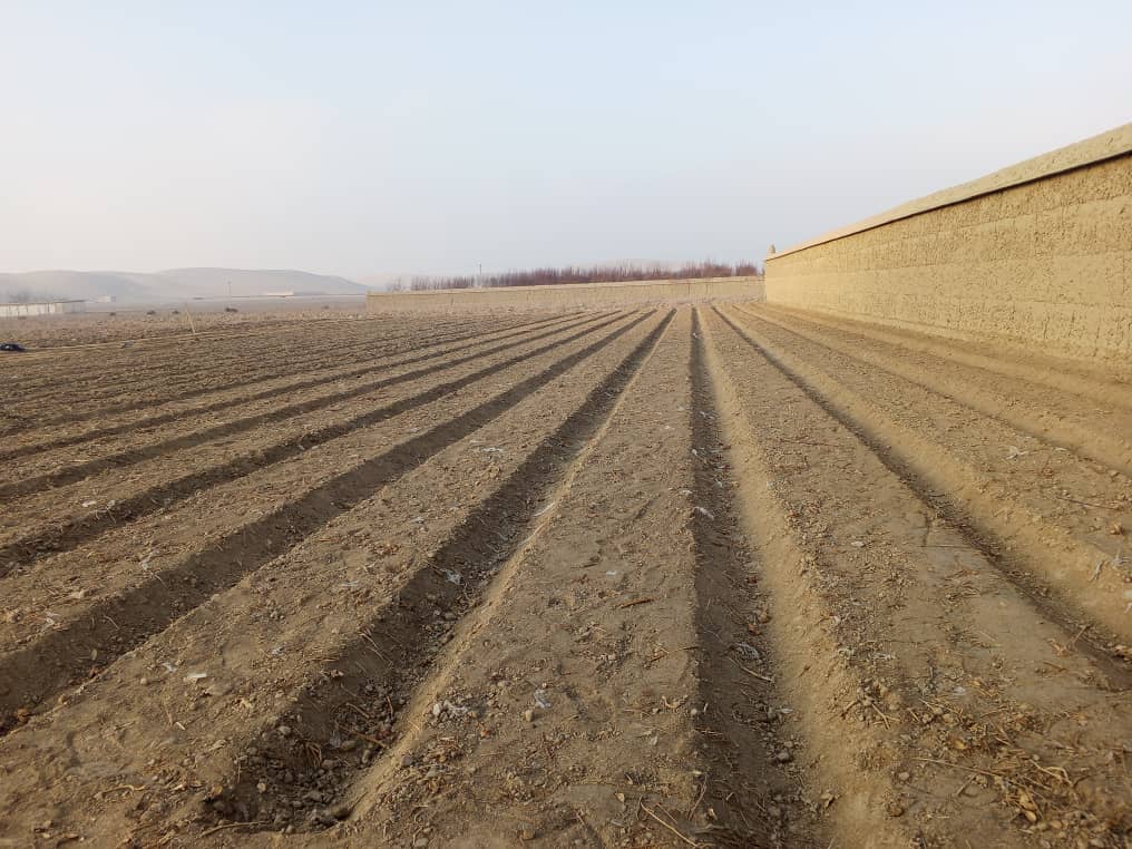 تلاش‌ها برای ترویج و توسعه کشت هنگ در کندز؛ نهال‌های هنگ در ولسوالی چهاردَره توزیع شد