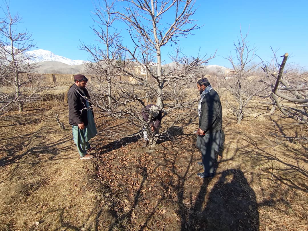 آموزش شاخه‌بری درختان برای باغداران ولسوالی شکر‌دره