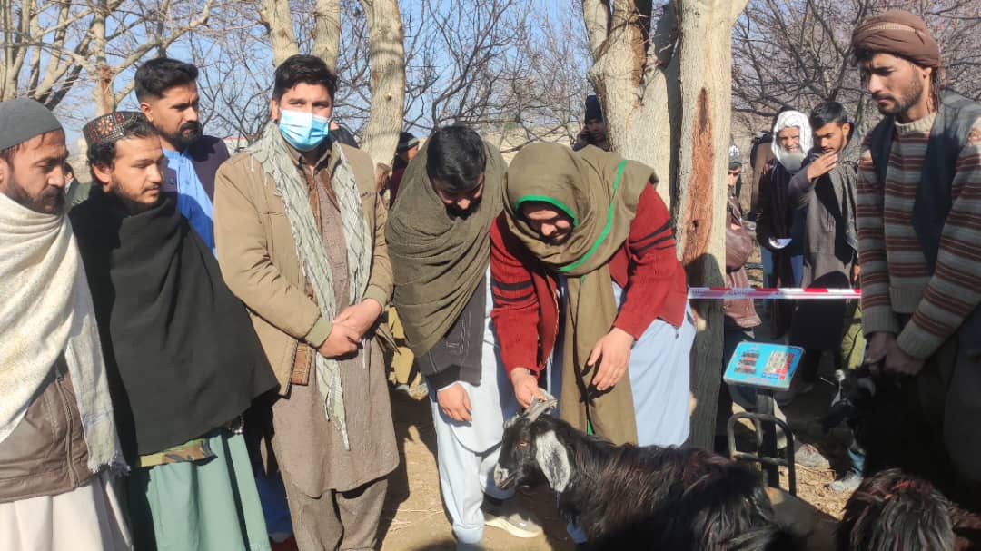 توزیع بزغاله‌های وطنی در شهرک بندر حیرتان