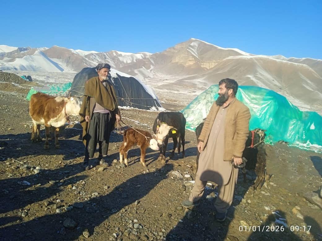 نظارت از توزیع گاوهای شیری در ولسوالی نمک‌آب تخار