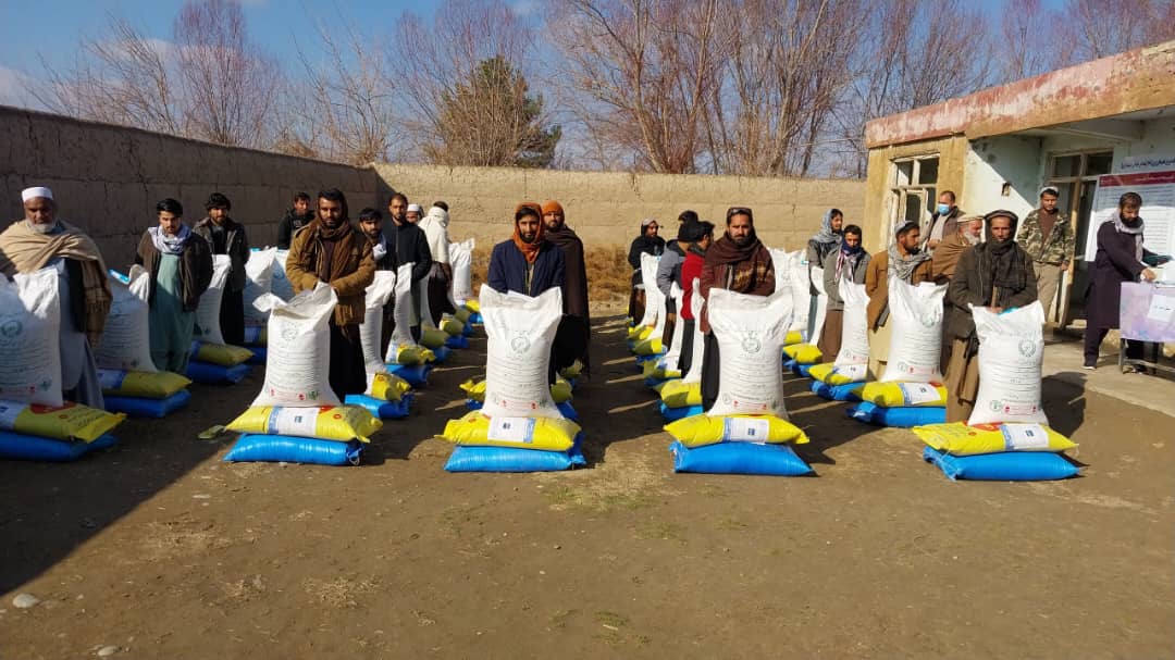 د کندز دشت ارچي ولسوالی کې پر سلګونو بزګرانو د غنمو اصلاح شوي تخم او کیمیاوي سرو وېش لړۍ پیل شو