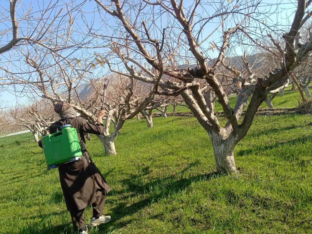د ننګرهار بهسودو ولسوالی کې د بڼونو خوندیتوب په پار د ژمني تېلو استعمال چارې پیل شوې