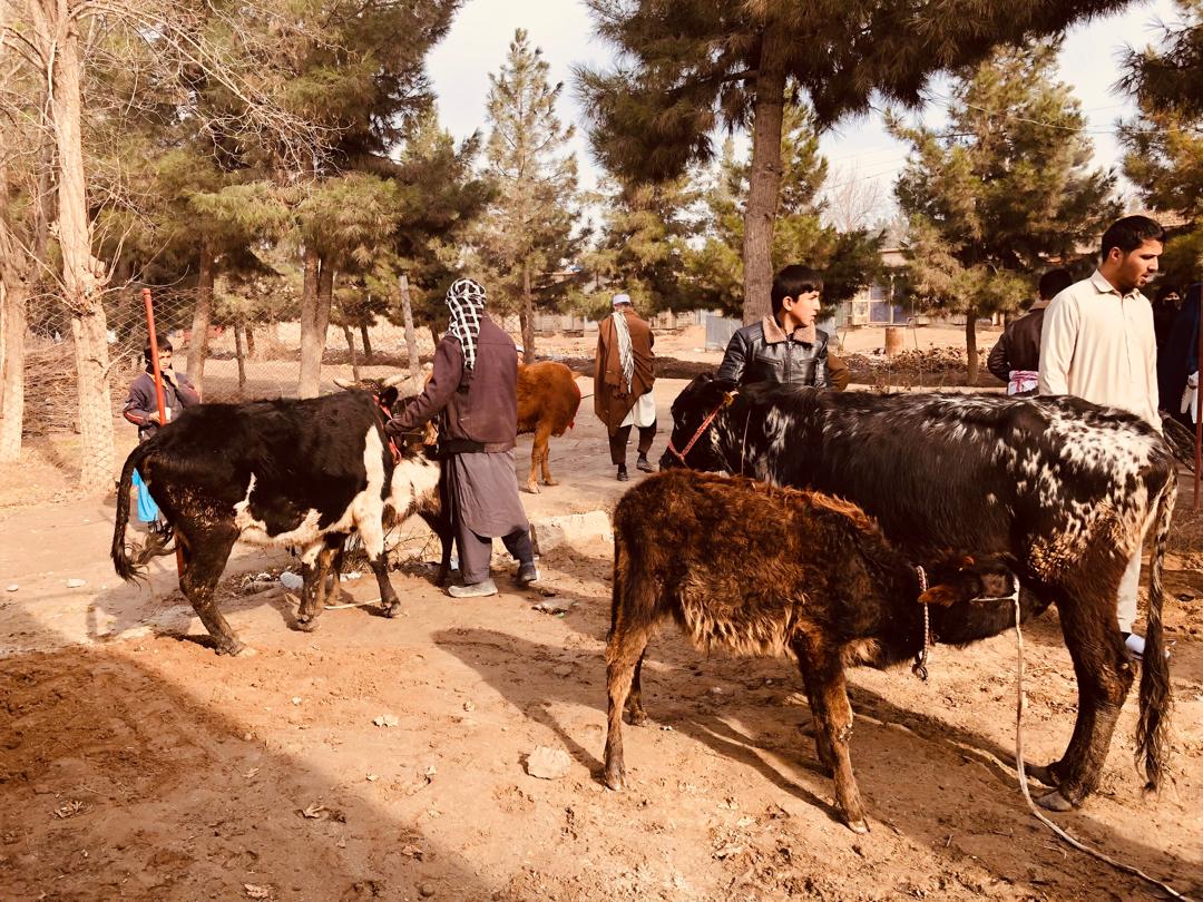 نظارت از روند توزیع گاوهای شیری در ولسوالی دشت‌قلعه