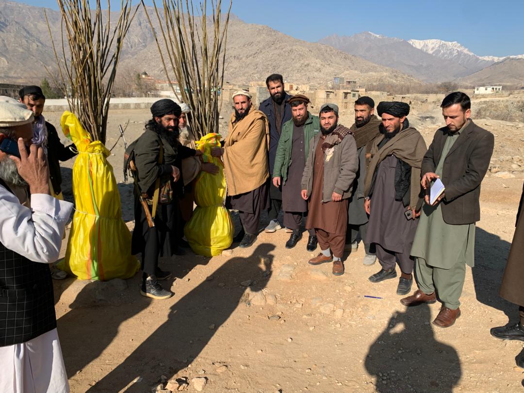 توزیع ۲ هزار ۵۰۰ اصله نهال چارمغز در ولسوالی اله‌سای کاپیسا