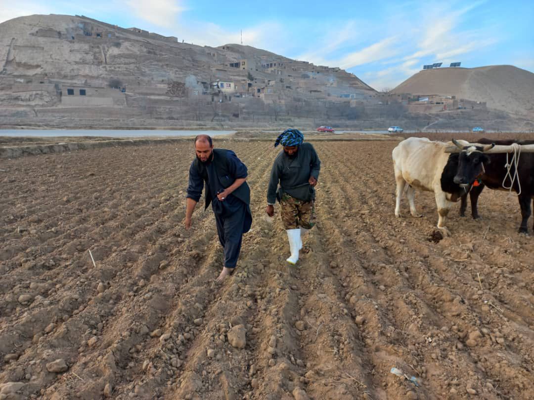 کشت قطعات نمایشی گندم در ولسوالی شولگره بلخ
