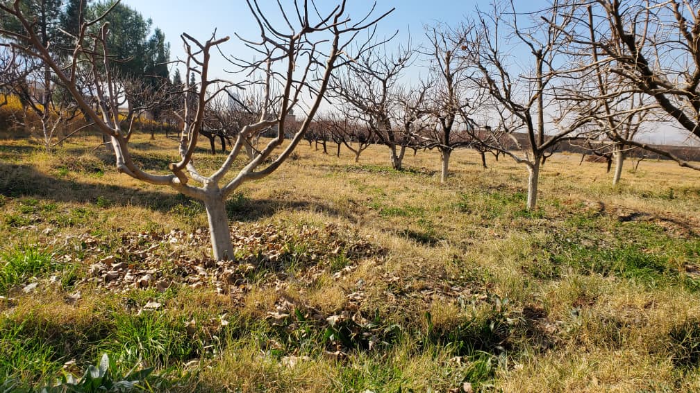 د کندهار دکرنې ریاست؛ د کوهکران څېړنیز فارم کرنیزې او عملیاتي چارې تر په ښه ډول پرمخ وړل کېږي