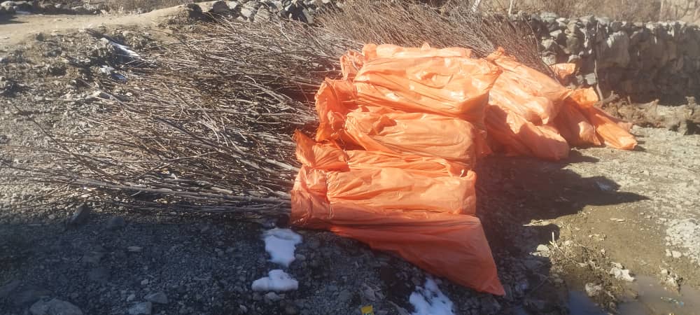 د خوست تڼیو ولسوالی کې د چهارمغزو نیالګیو د کېنولو پروژې چارې پیل شوې