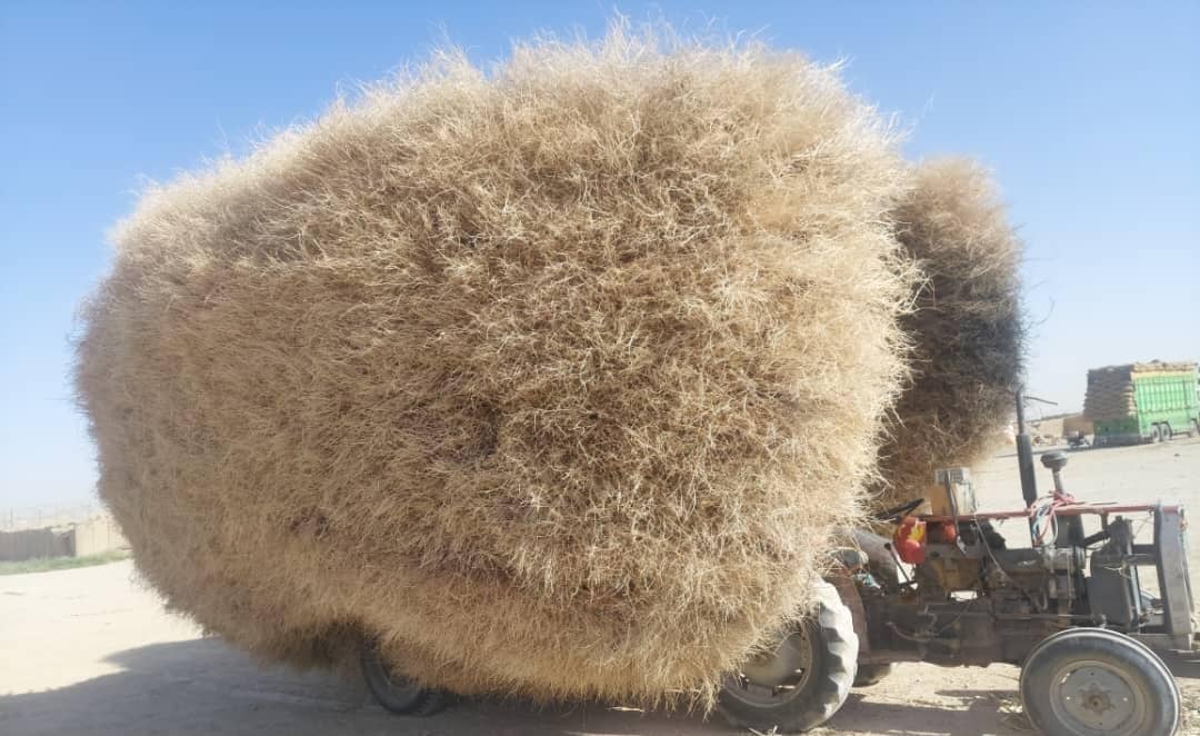 د کندهار بولدک کې د ځنګلي بوټو ناقانونه لېږد په پار څارنه وشوه