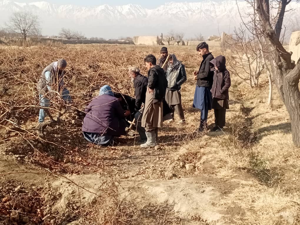 اقدامات کنترولی امراض و آفات نباتی با استفاده از یخ‌آب زمستانی و روغن زمستانی در ولسوالی‌های خاکجبار و کلکان کابل