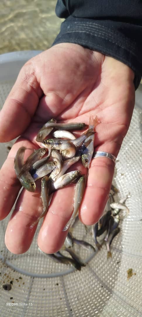 د هلمند دکرنې رییس د کبانو پالنې ټولنې له چارواکو سره وکتل 