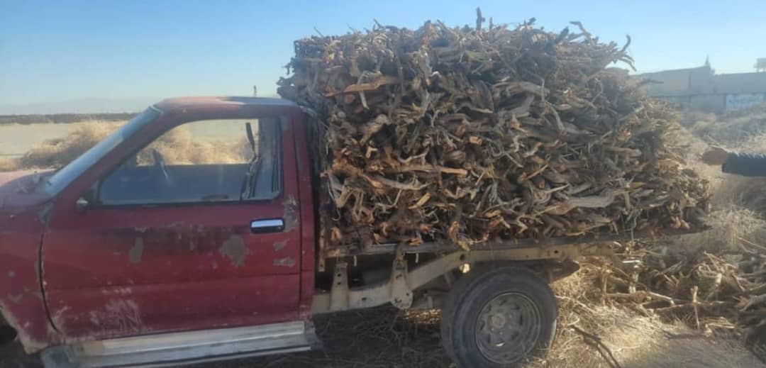 د کندهار بولدک کې د ځنګلي بوټو ناقانونه لېږد په پار څارنه وشوه