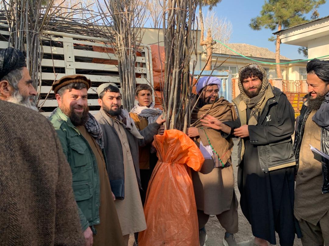 توزیع ۲ هزار و ۵۰۰ اصله نهال چارمغز در ولسوالی نجراب