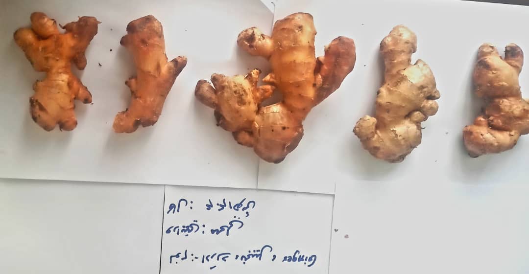 خوست کې د زنجبیل سیمه ییز ورایټۍ ازمایښتي کښت چارې په بریالیتوب سره ترسره شوې