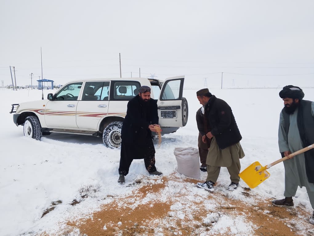 تأمین خوراک پرندگان در مرکز و ولسوالی امام‌صاحب ولایت کندز