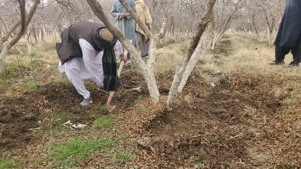 د کندهار کوهکران څېړنیز فارم د بڼ مېوو ښه روزني په پار هڅې