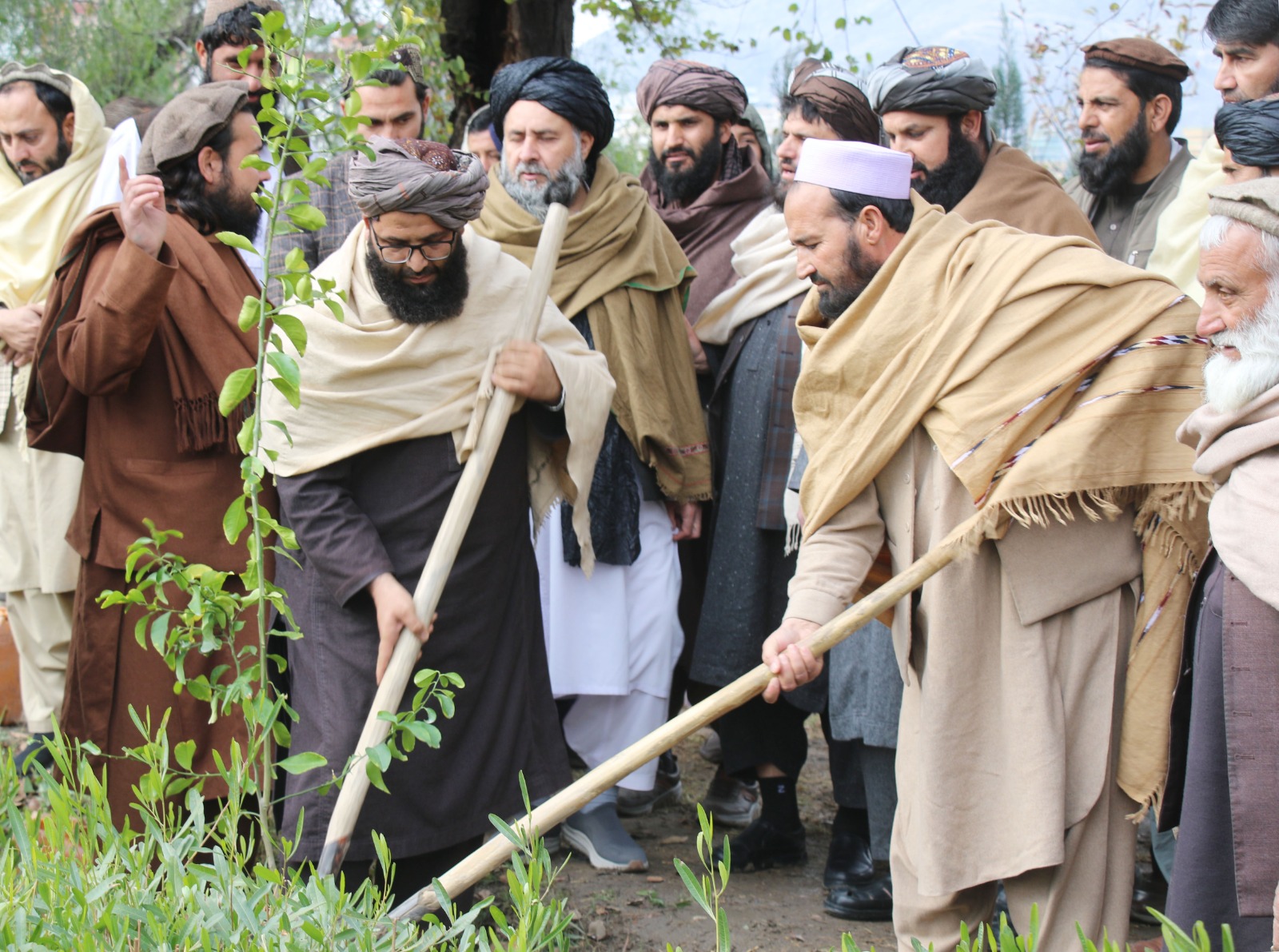 ننګرهار کې د نيالګيو کېنولو پسرلنی ملي کمپاين پيل شو