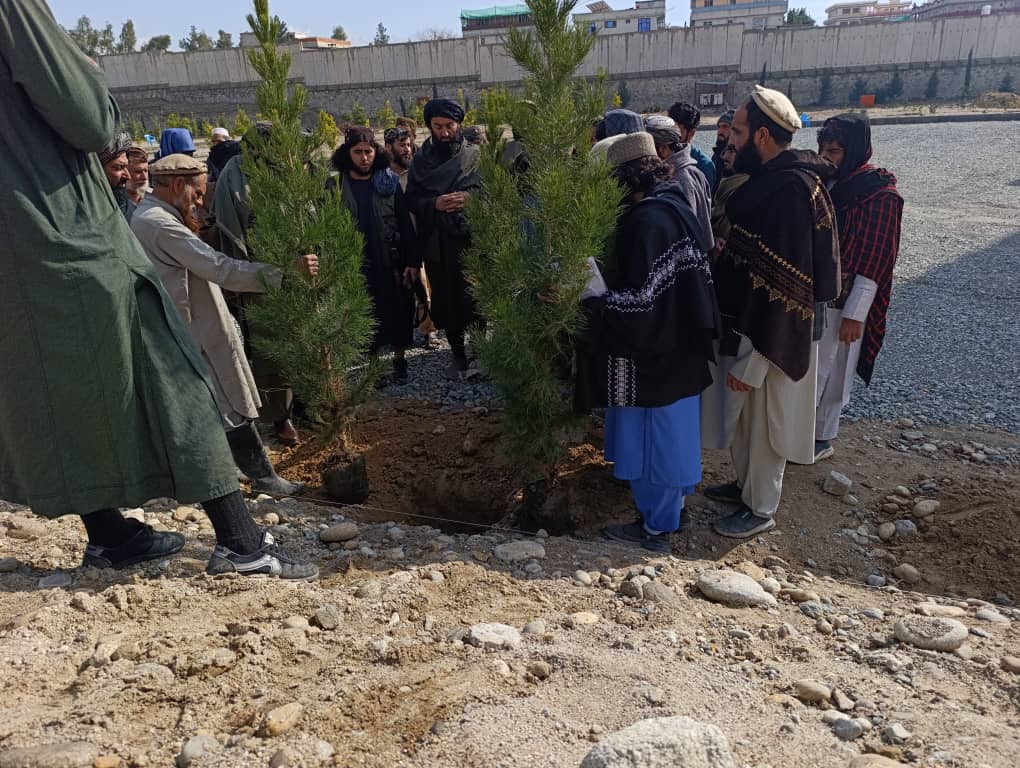 لغمان کې د نیالګیو کېنولو کمپاین رسماً پیل شو