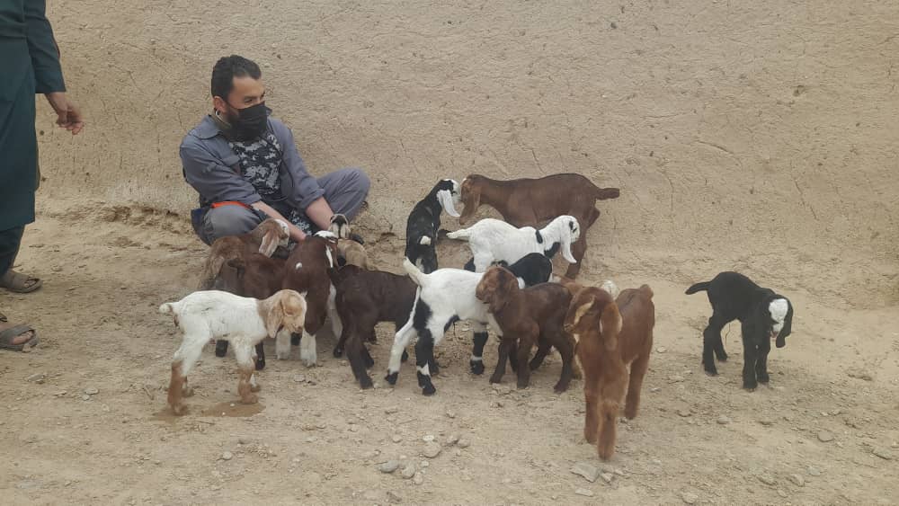 ۹۰ رأس بز شیری برای خانواده‌های مستحق در ولسوالی دلارام توزیع ‌می‌شود