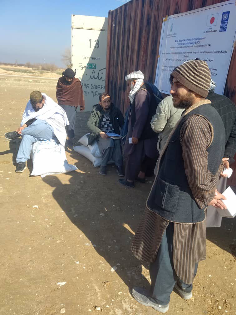 توزیع کنجاره متراکم برای مالداران مستحق در ولسوالی چمتال بلخ