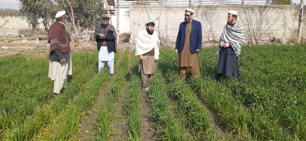 بازدید مسئولان وزارت زراعت از قطعات نمایشی گندم در مهترلام لغمان