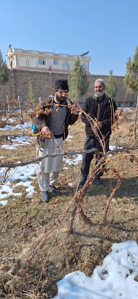 استعمال روغن زمستانی بر بیش از چهار هزار اصله اشجار مثمر در ولسوالی بگرامی