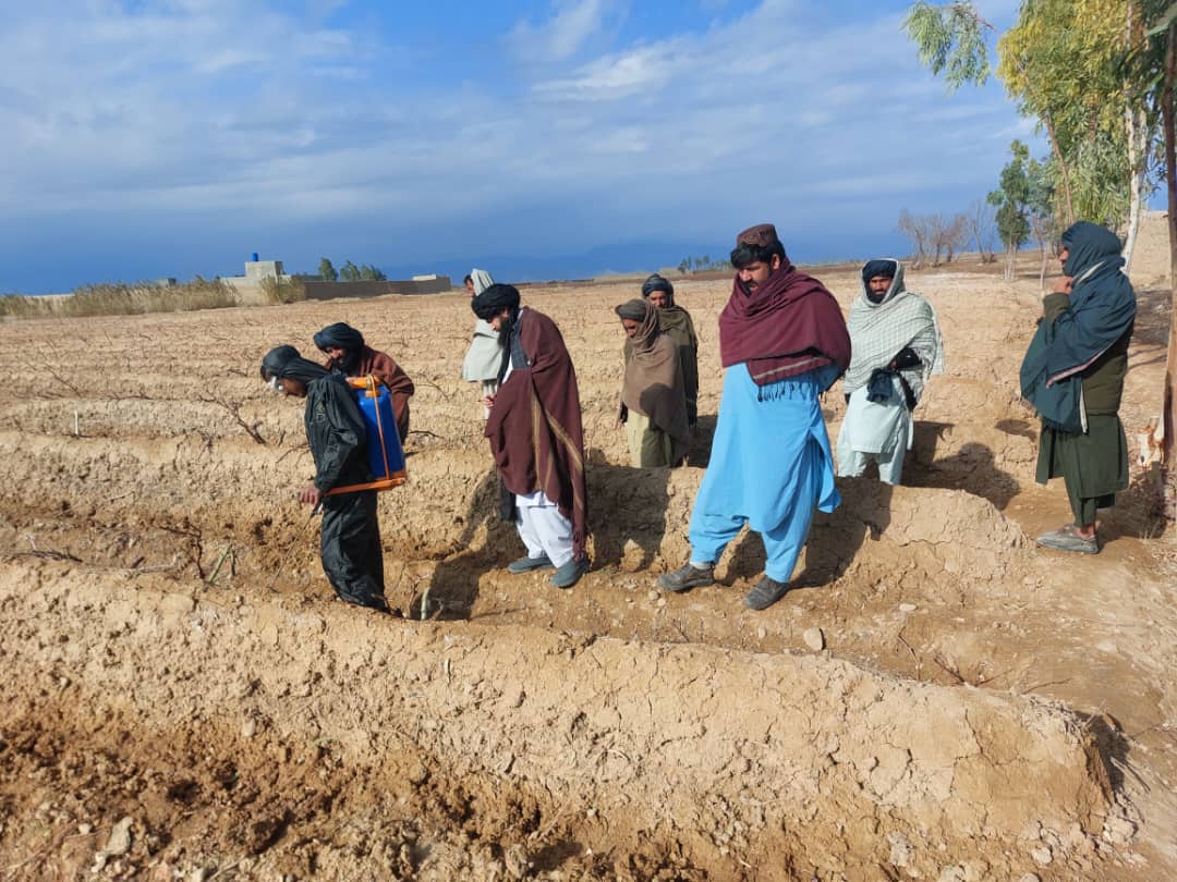 ادویه‌پاشی زمستانی باغات در ولسوالی دلارام ولایت نیمروز آغاز شد