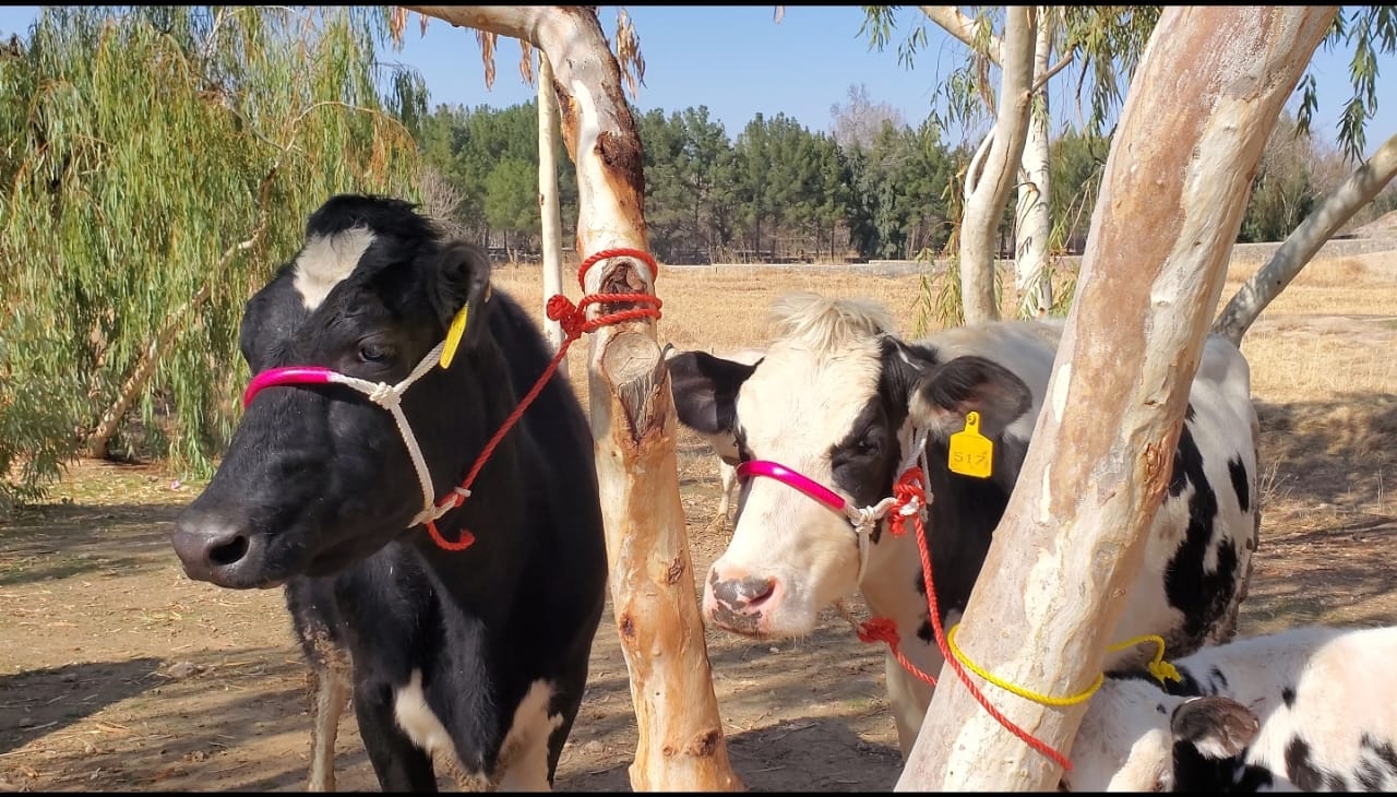 د کندهار ارغنداب کې پر لسګونو اړمنو کورنیو غواوې ووېشل شوې