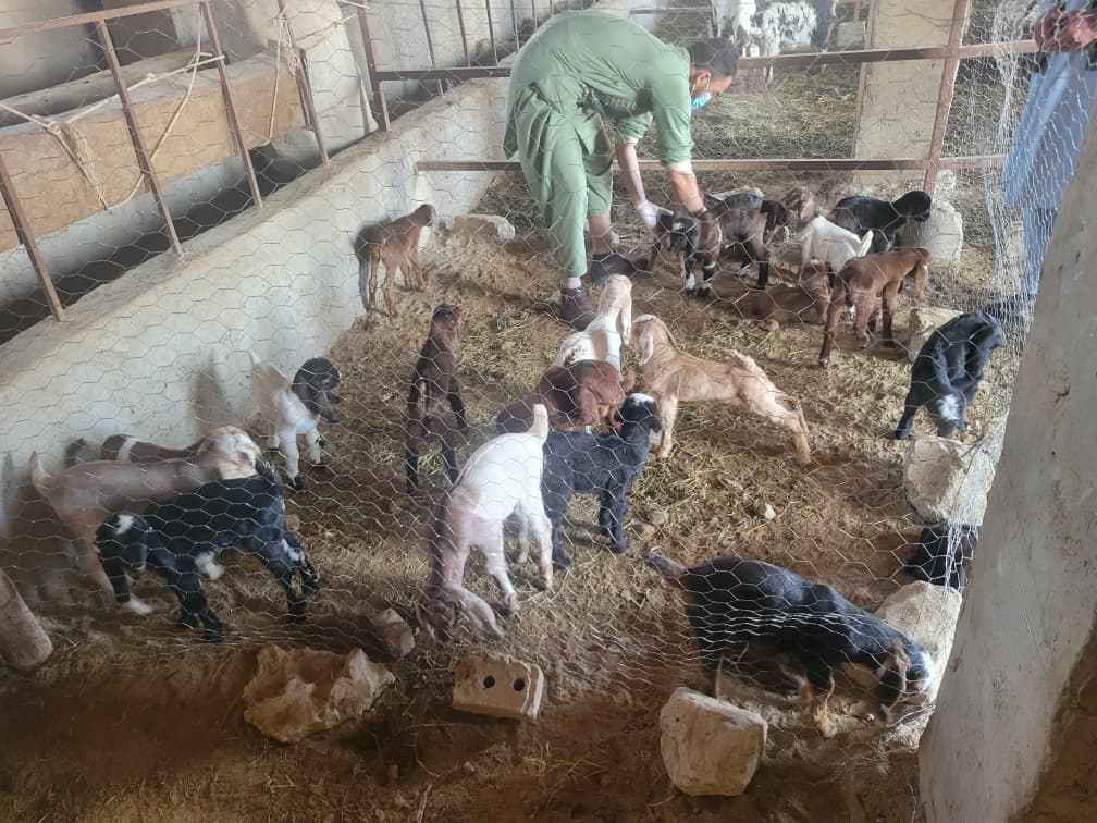 توزیع بزهای شیری به خانواده‌های واجد شرایط پس از تکمیل قرنطین در نیمروز