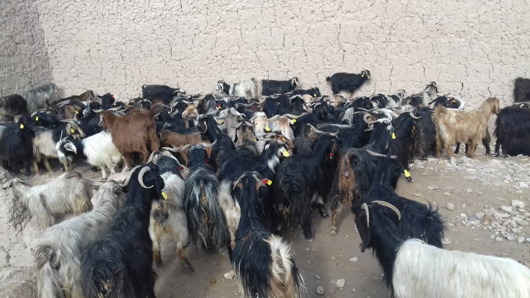 د روزګان دوو ولسوالیو کې پر بېوزلو کورنیو د شېدو ورکوونکو وزو وېش