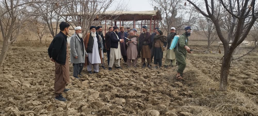 کمپاین استفاده از روغن زمستانی و لایم سلفر در کندز آغاز شد