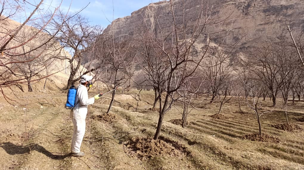 کمپاین سرتاسری شاخه‌بُری درختان و استعمال روغن زمستانی در ولایت سمنگان آغاز شد