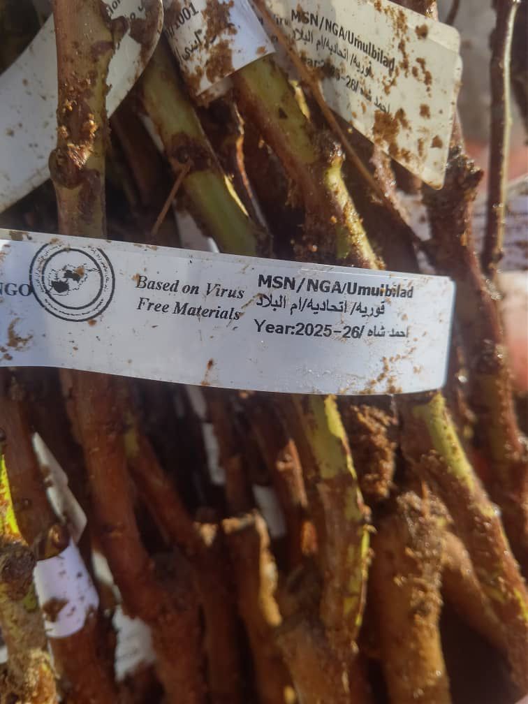 توزیع نهال‌های مثمر برای باغداران ولسوالی چمتال ولایت بلخ انجام شد