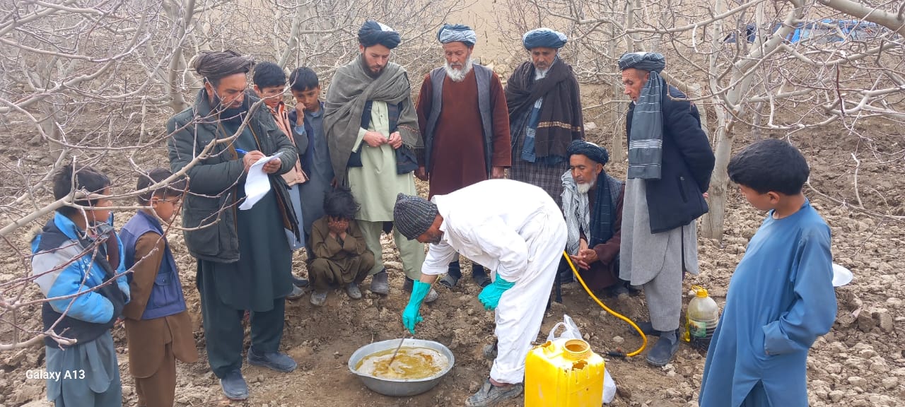 کمپاین مبارزه با امراض و آفات نباتی در تاکستان‌ها و باغ‌های میوه فاریاب آغاز شد