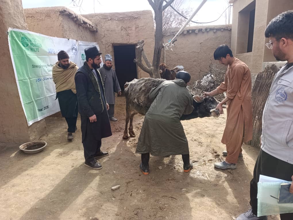 تطبیق واکسین‌های آنتروتوکسیما و آلبندازول برای مواشی مالداران در ولایت جوزجان