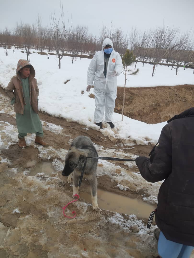 تطبیق واکسین بیماری سگ دیوانه در ولایت میدان وردگ آغاز شد