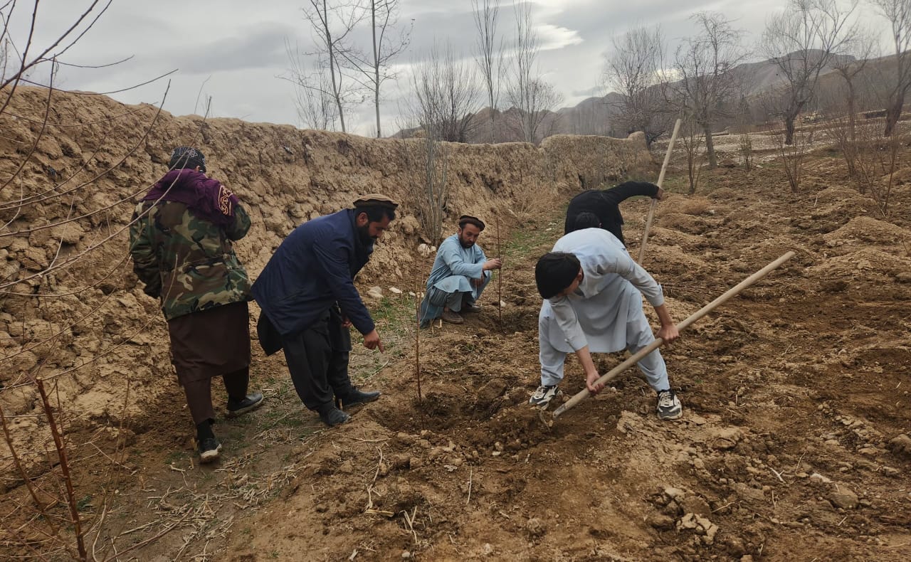 توزیع و رهنمایی غرس ۱۵۰۰ اصله نهال بادام در ولسوالی دره‌صوف پائین سمنگان 