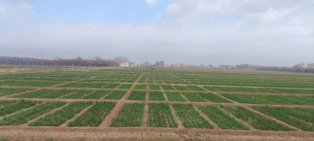 قطعات نمایشی از تجارب اصلاح غله‌جات، اگرو‌نومی، تولید تخم مادری و نباتات صنعتی و پلیدار در فارم دهدادی ولایت بلخ به روایت تصویر