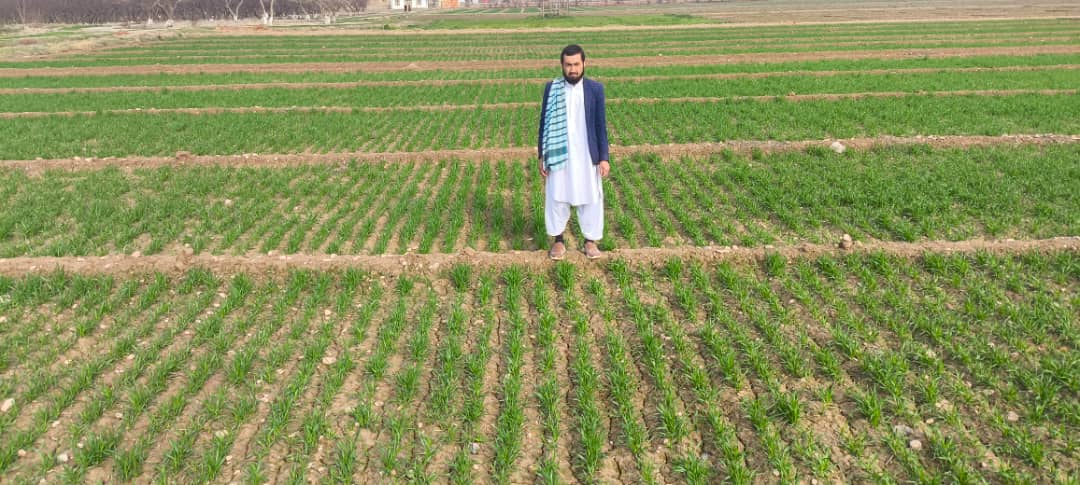 قطعات نمایشی از تجارب اصلاح غله‌جات، اگرو‌نومی، تولید تخم مادری و نباتات صنعتی و پلیدار در فارم دهدادی ولایت بلخ به روایت تصویر