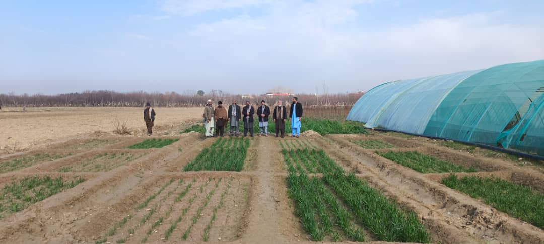 قطعات نمایشی از تجارب اصلاح غله‌جات، اگرو‌نومی، تولید تخم مادری و نباتات صنعتی و پلیدار در فارم دهدادی ولایت بلخ به روایت تصویر